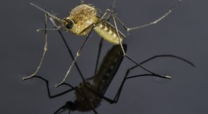 mosquito standing on a pool of water reflecting a gray sky